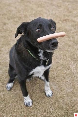 Приколы, Приколы, Приколы фото и обои для рабочего стола, фото, foto Приколы, Приколы, Приколы фото и обои для рабочего стола, фото, foto